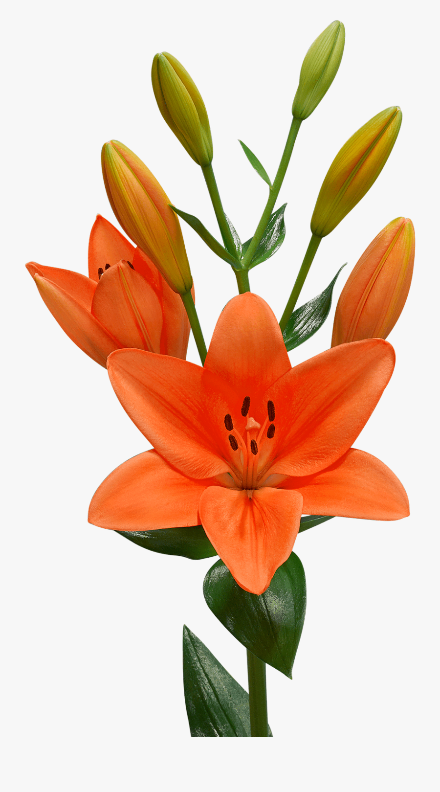 Lilium Png Clipart - Lilium Png, Transparent Clipart