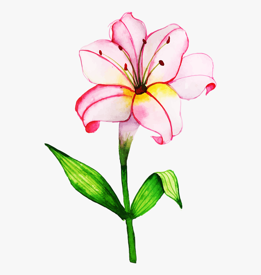 Lily, Transparent Clipart