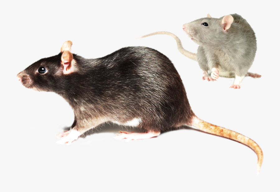 ”rat - Knife Mouse Trap, Transparent Clipart