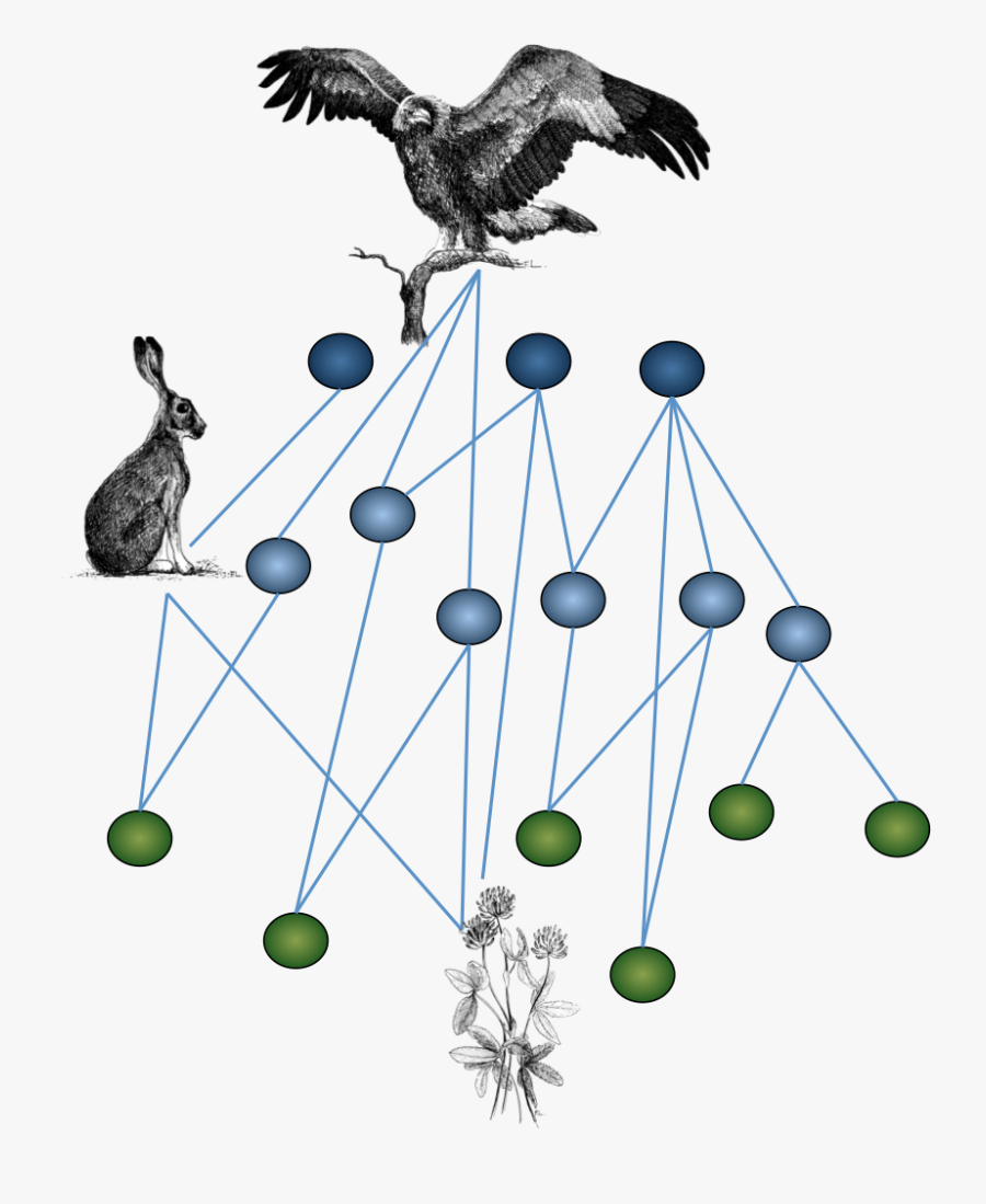 Ecological Networks, Transparent Clipart