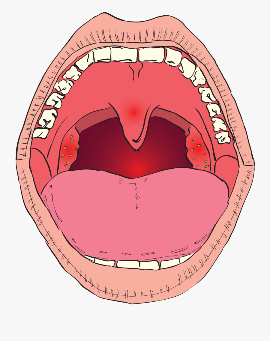 Mouth And Buccal Cavity, Transparent Clipart