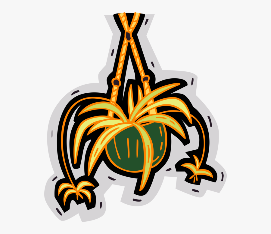 Vector Illustration Of Indoor Hanging Spider Plant, Transparent Clipart