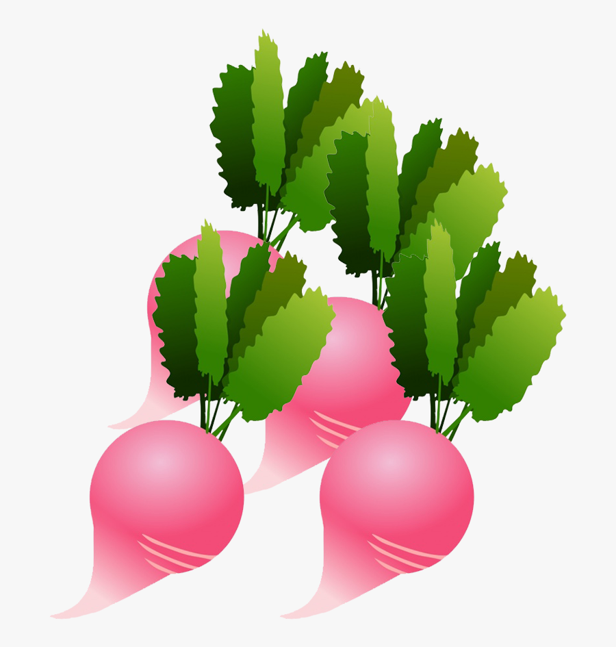 Radish Clipart - Illustration, Transparent Clipart