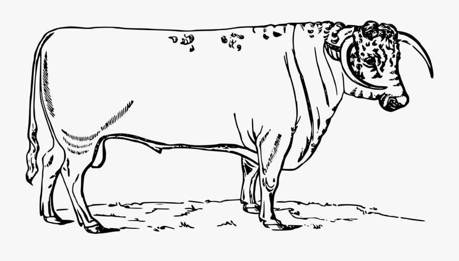 Art,monochrome Photography,carnivoran - Cattle, Transparent Clipart