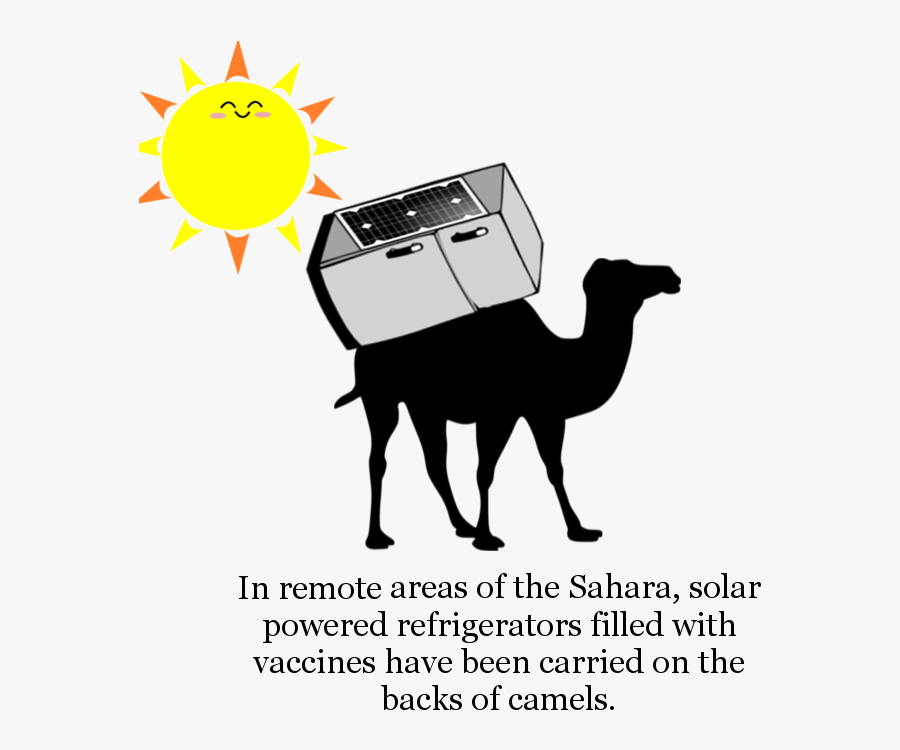 Unnamed-6 - Camel, Transparent Clipart