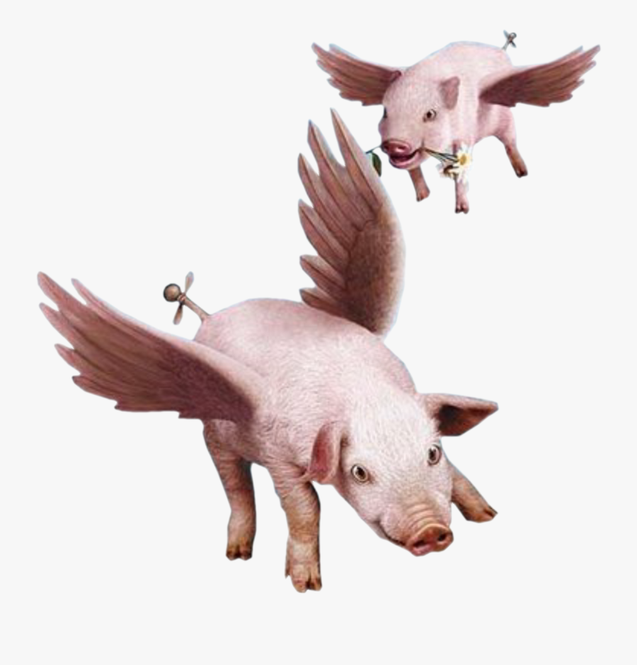 When Pigs Fly Clip Art - Pigs Flying, Transparent Clipart