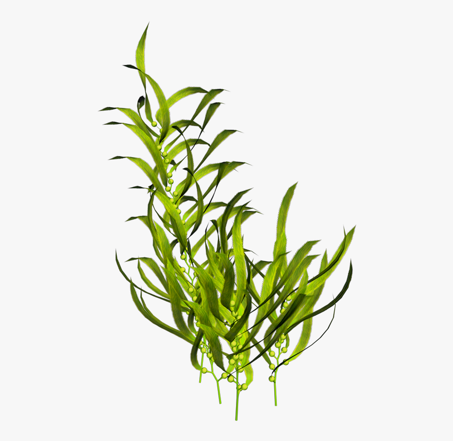 Seaweed Aquatic Plants Ocean - Seaweed Png, Transparent Clipart