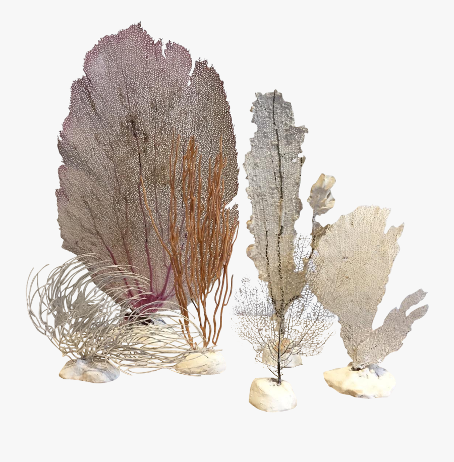 Coral Clipart Ocean Plant Life - Tree, Transparent Clipart