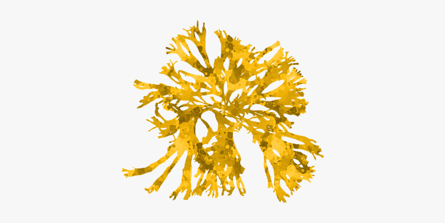 Ocean, Transparent Clipart