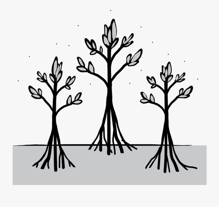 Wetlands, Seagrasses, And Mangroves Are Important Carbon - Illustration, Transparent Clipart