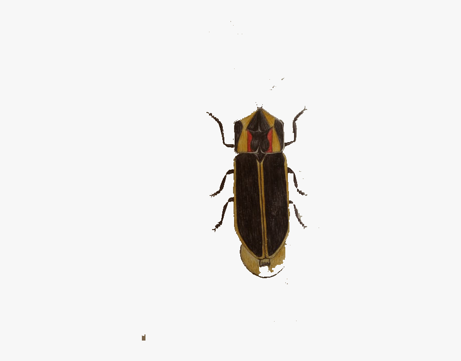 Cockroach Insect Blattodea - Soldier Beetle, Transparent Clipart