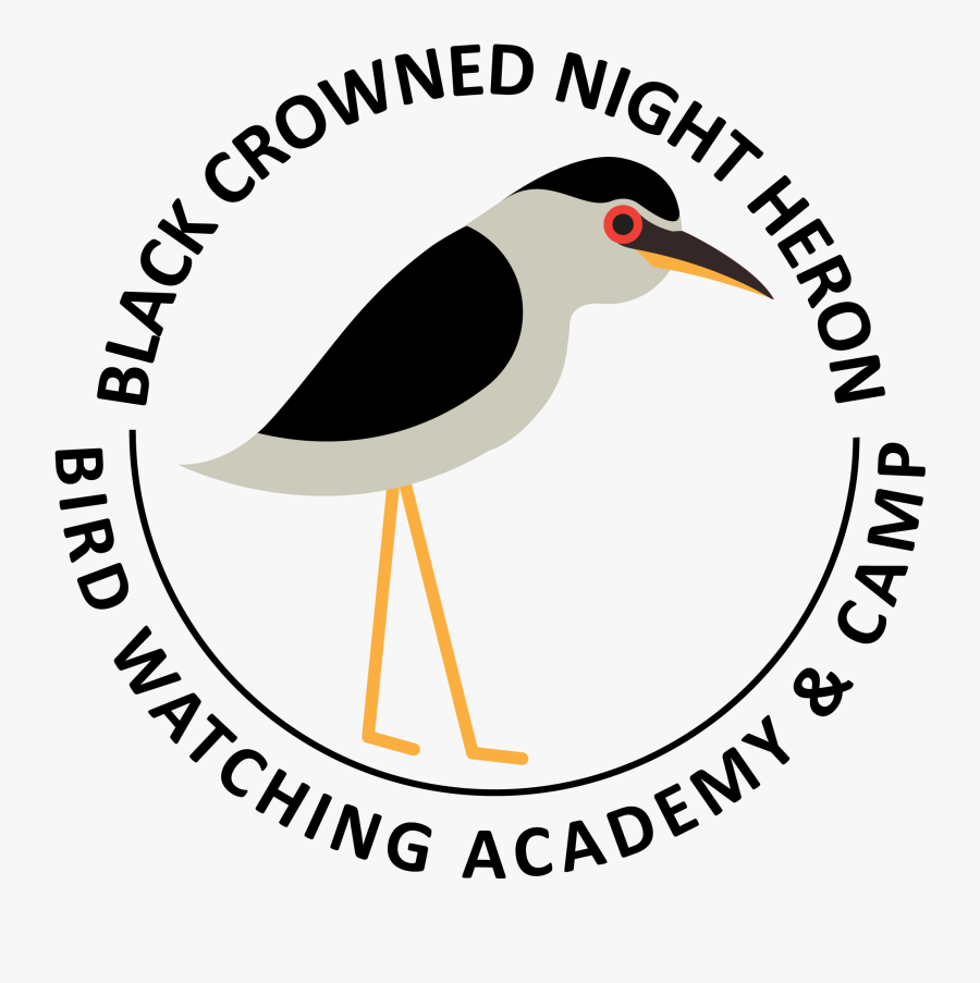 Water Bird, Transparent Clipart