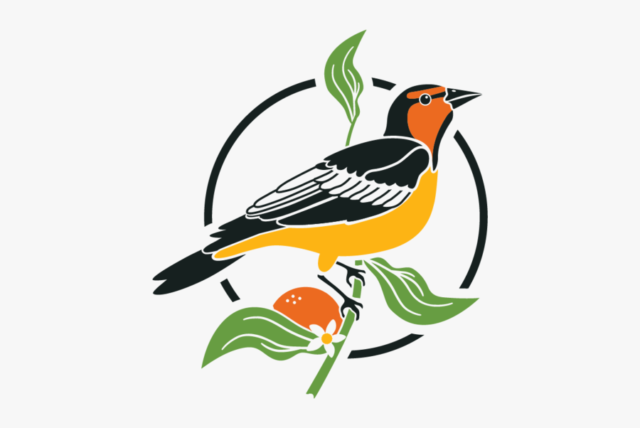 Welcome To Perch Birding - European Swallow, Transparent Clipart