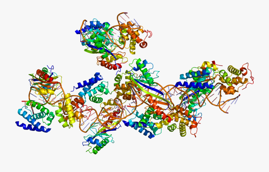Protein Gtf2b Pdb 1c9b - Transcription Factors Protein Structure, Transparent Clipart