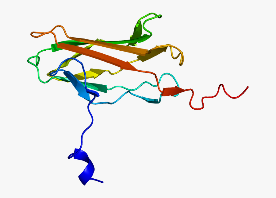 Protein Runx2 Pdb 1cmo - Runx2 Transcription Factor, Transparent Clipart