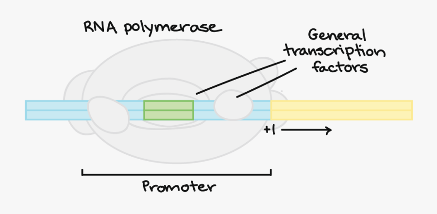 Fator De Transcrição Png, Transparent Clipart