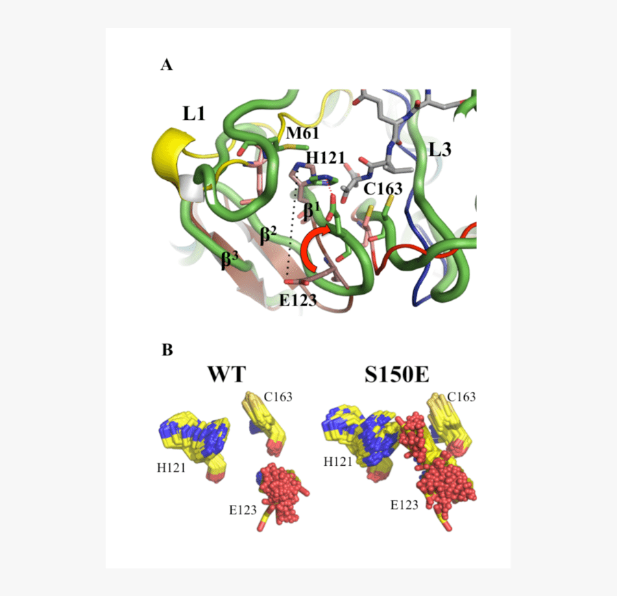 A, Representative Frame Of A Molecular Dynamics Simulation, Transparent Clipart