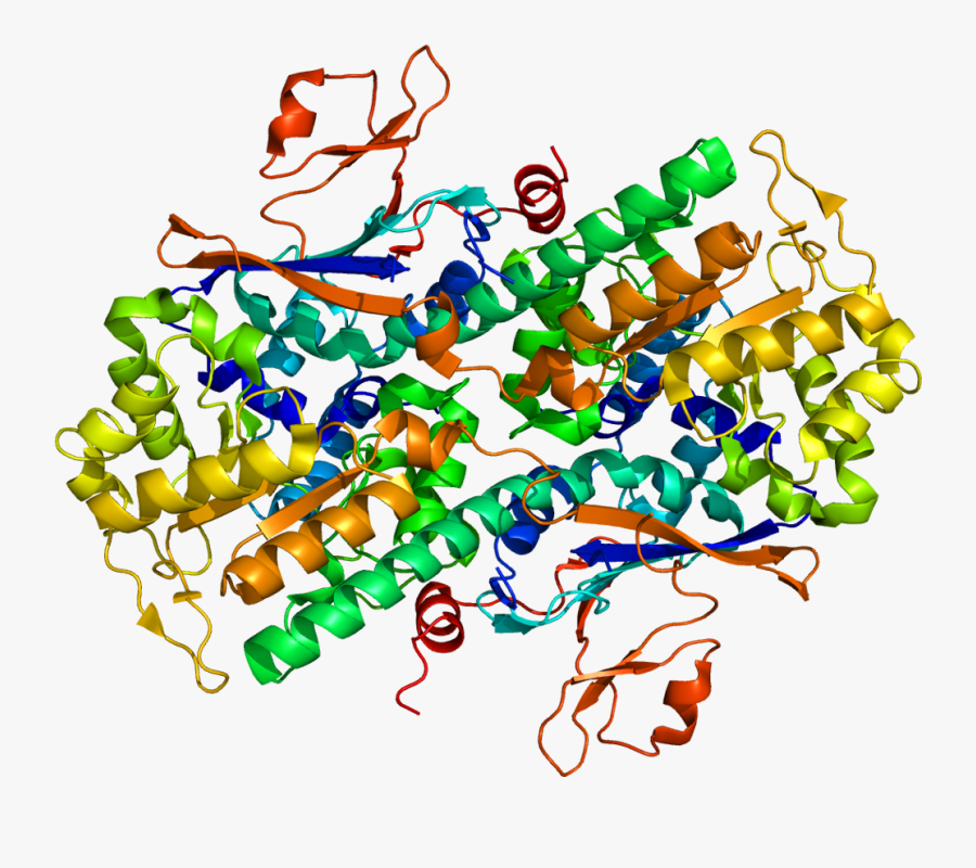Protein Pbef1 Pdb 2g95 - Factor Xi De La Coagulacion, Transparent Clipart