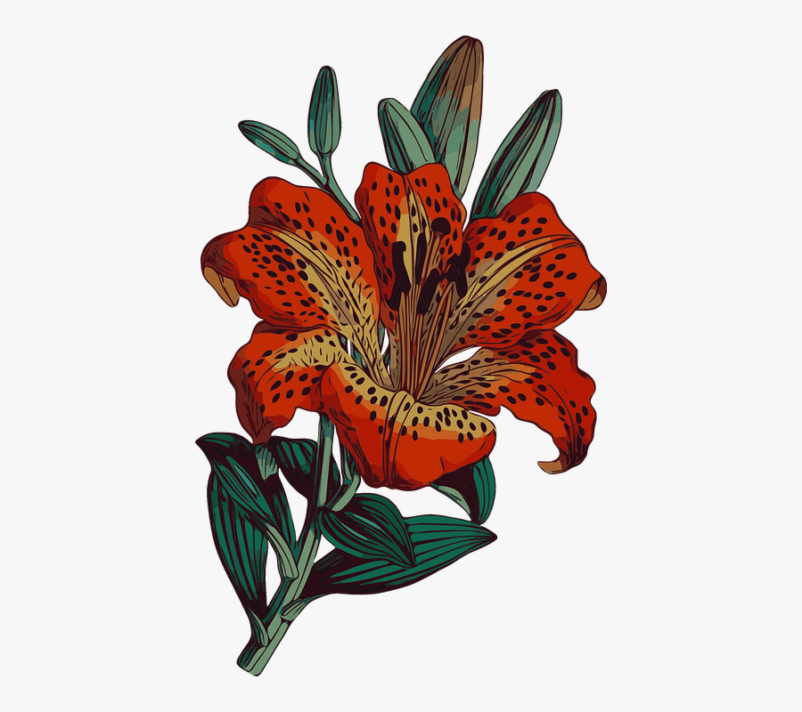 Tiger Lily, Transparent Clipart