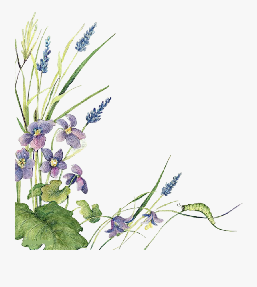 Ftestickers Watercolor Flowers Border Lavender - Water Color Of Lavender, Transparent Clipart