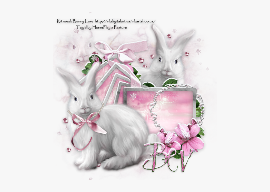 Angora Rabbit, Transparent Clipart