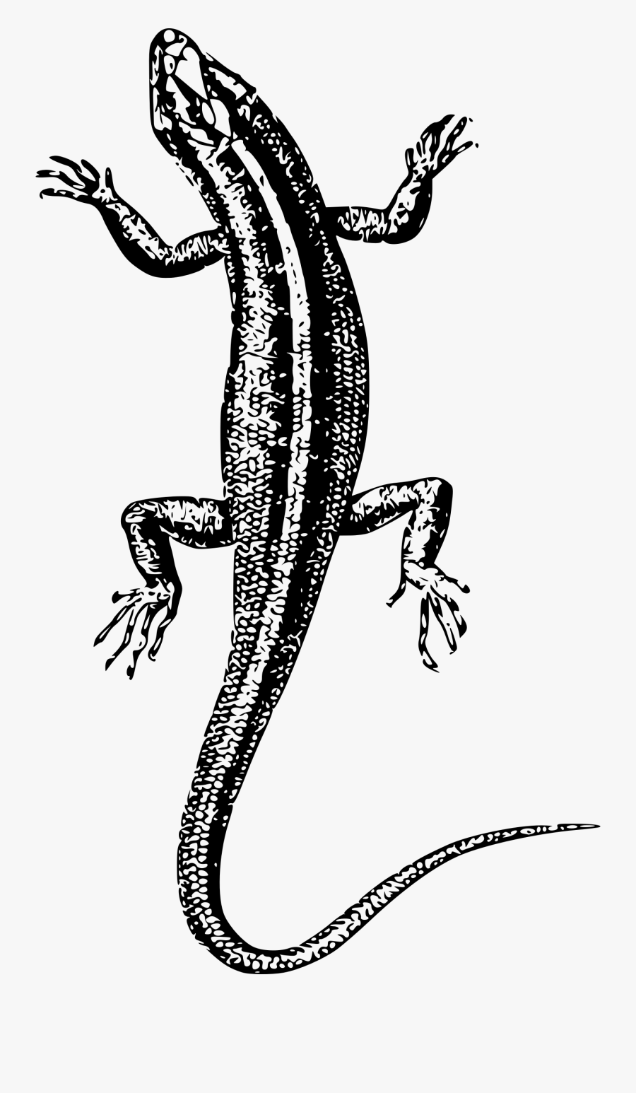 Lizard Clipart Newt - Clip Art, Transparent Clipart