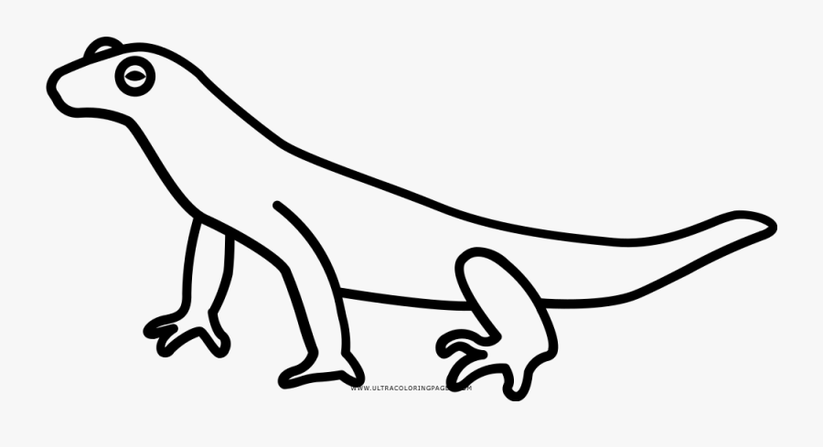 Newt Coloring Page - Dibujo De Un Tritón, Transparent Clipart