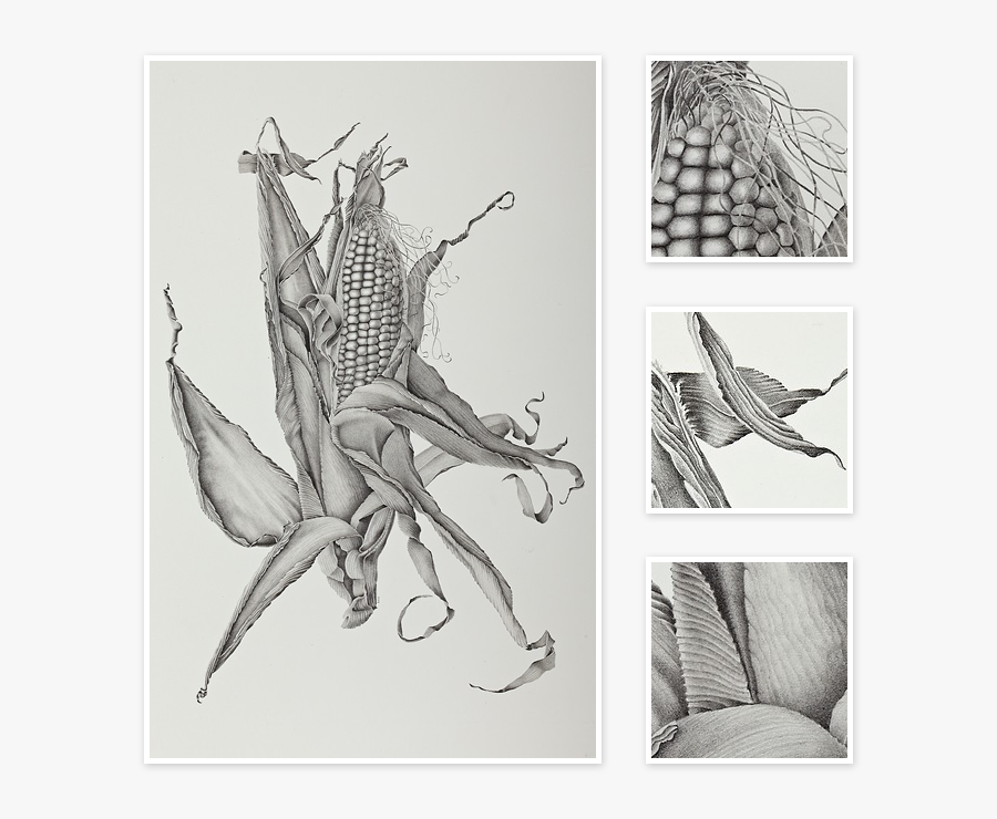Sweet Corn Pencil Drawing Art, Transparent Clipart