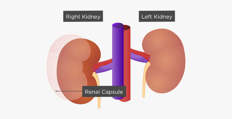 Internal Kidneys Anatomy, Transparent Clipart