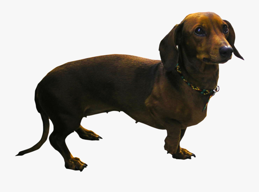 Dachshund Png - Weiner Dog, Transparent Clipart
