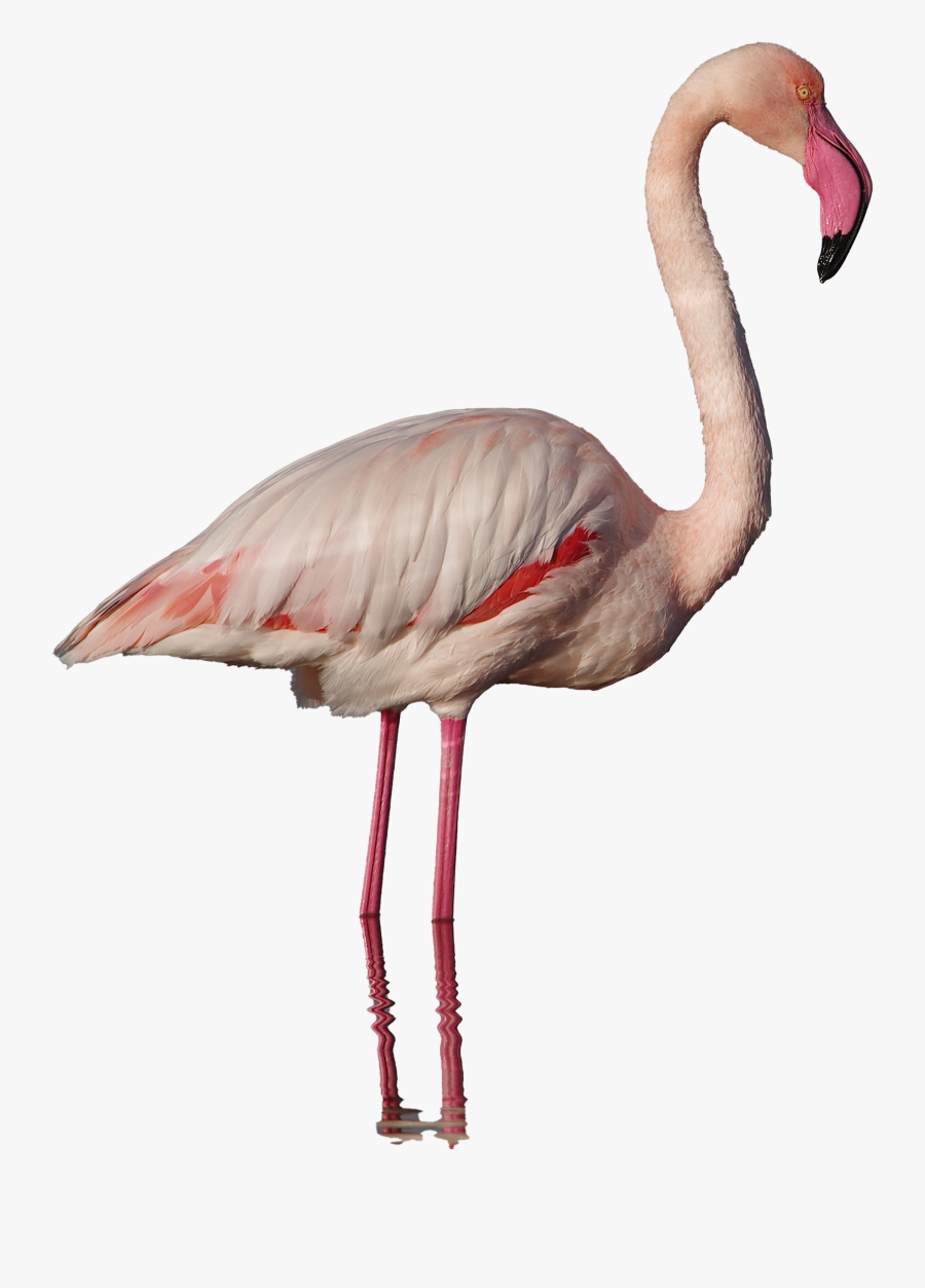 Real Flamingo Png Clipart - Flamingo Png, Transparent Clipart