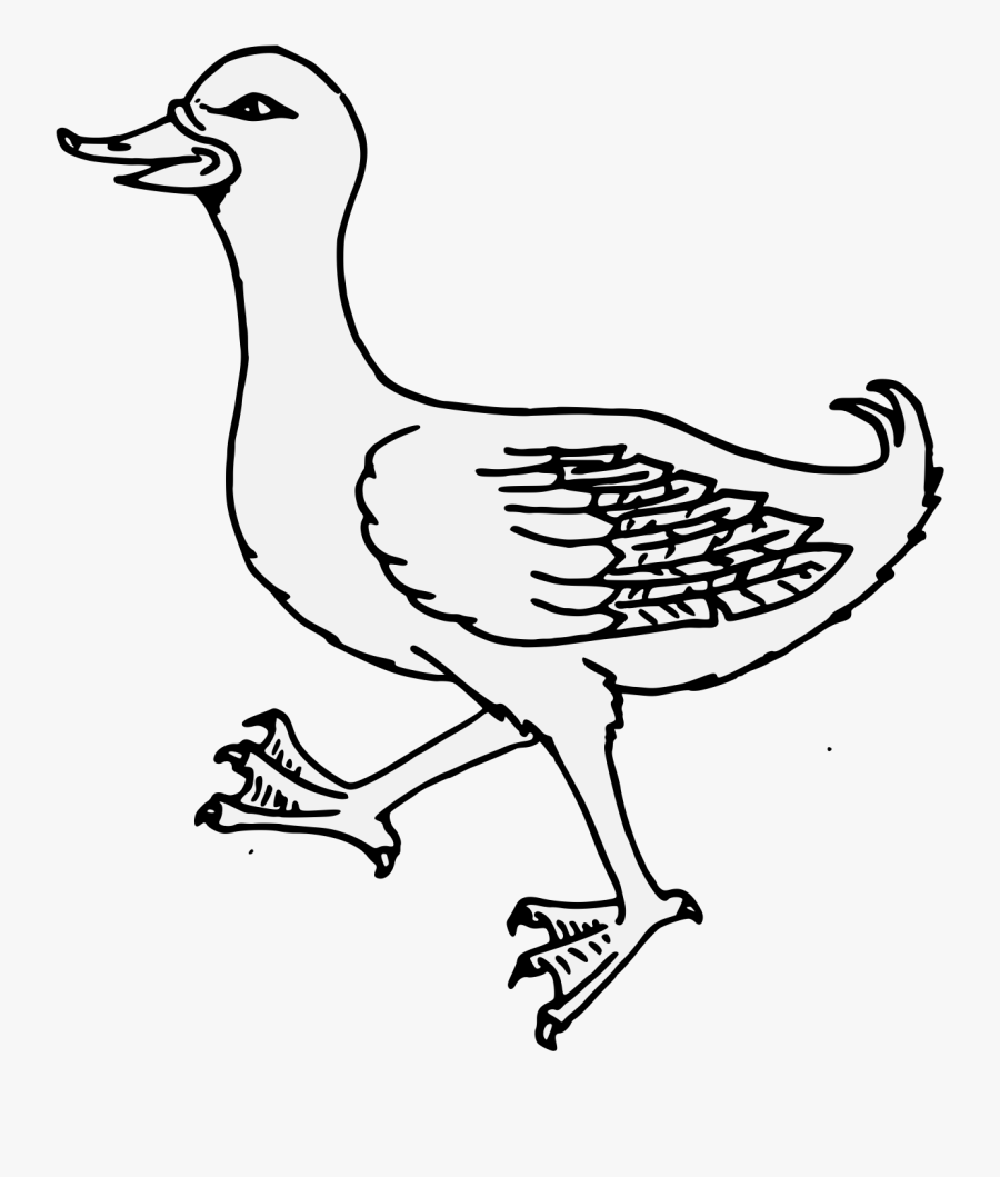 Duck, Transparent Clipart