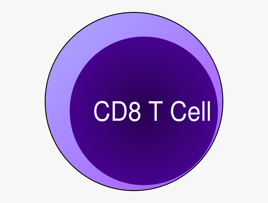 Transparent Immune System Clipart - Yahoo Circle Logo, Transparent Clipart