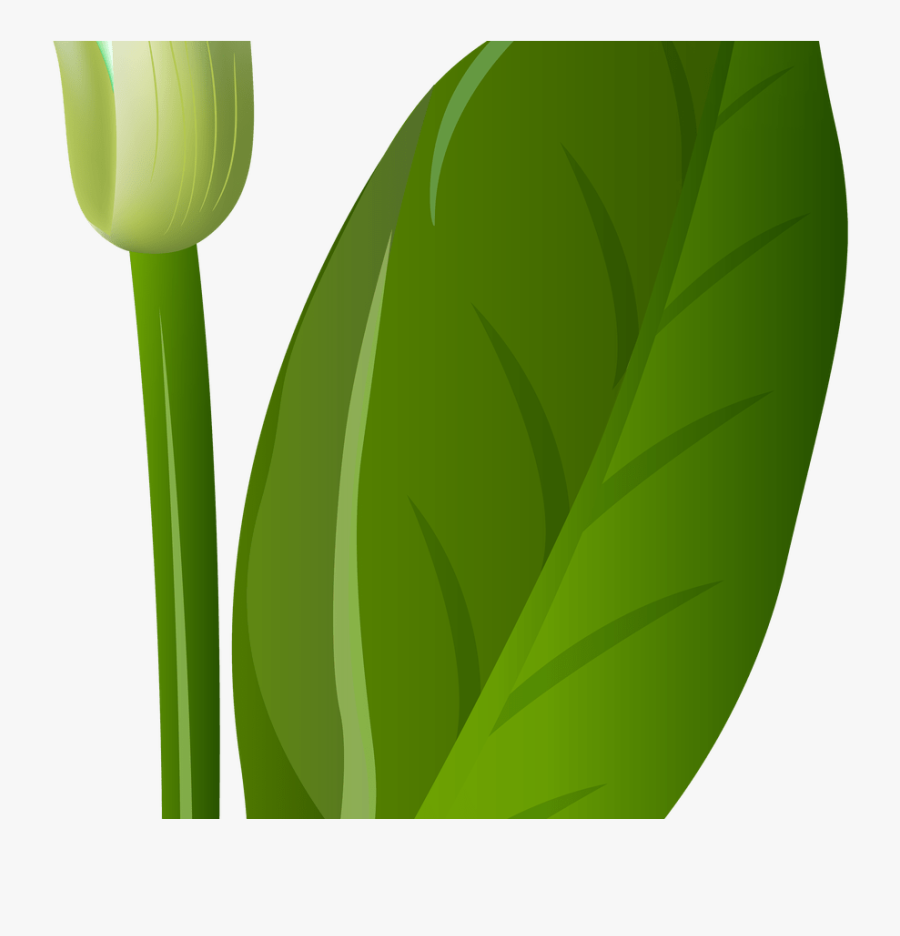 White Lily Flowers Png Transparent Gardening, Transparent Clipart