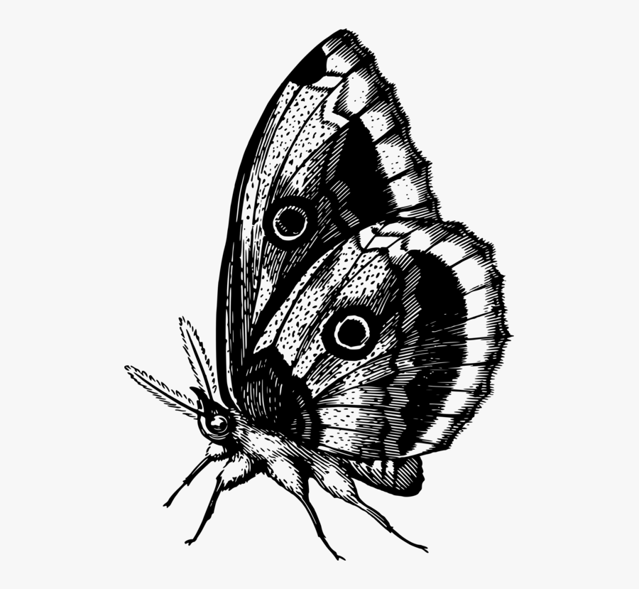 Featured image of post White Butterfly Gif Png Similar with pink butterfly png