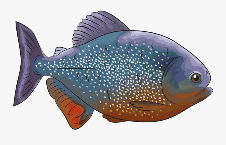 Pomacentridae, Transparent Clipart
