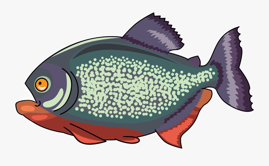 Pomacentridae, Transparent Clipart