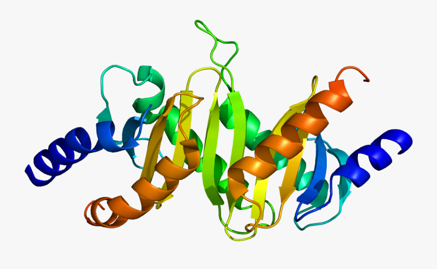 Protein Map2k1ip1 Pdb 1sko - Protein Biotechnology, Transparent Clipart