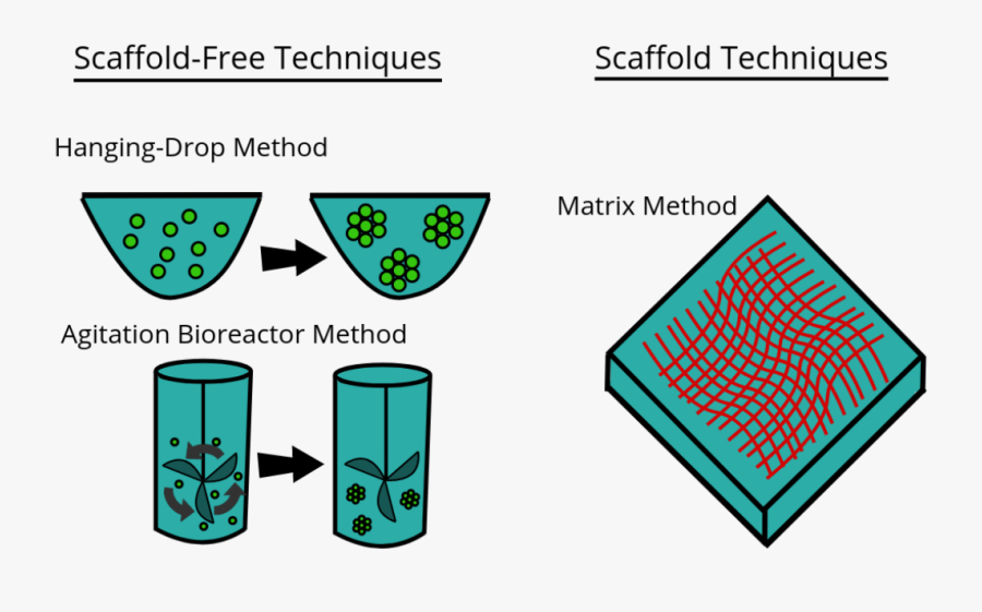 3d Cell Culture - Scaffold Free 3d Cell Culture, Transparent Clipart