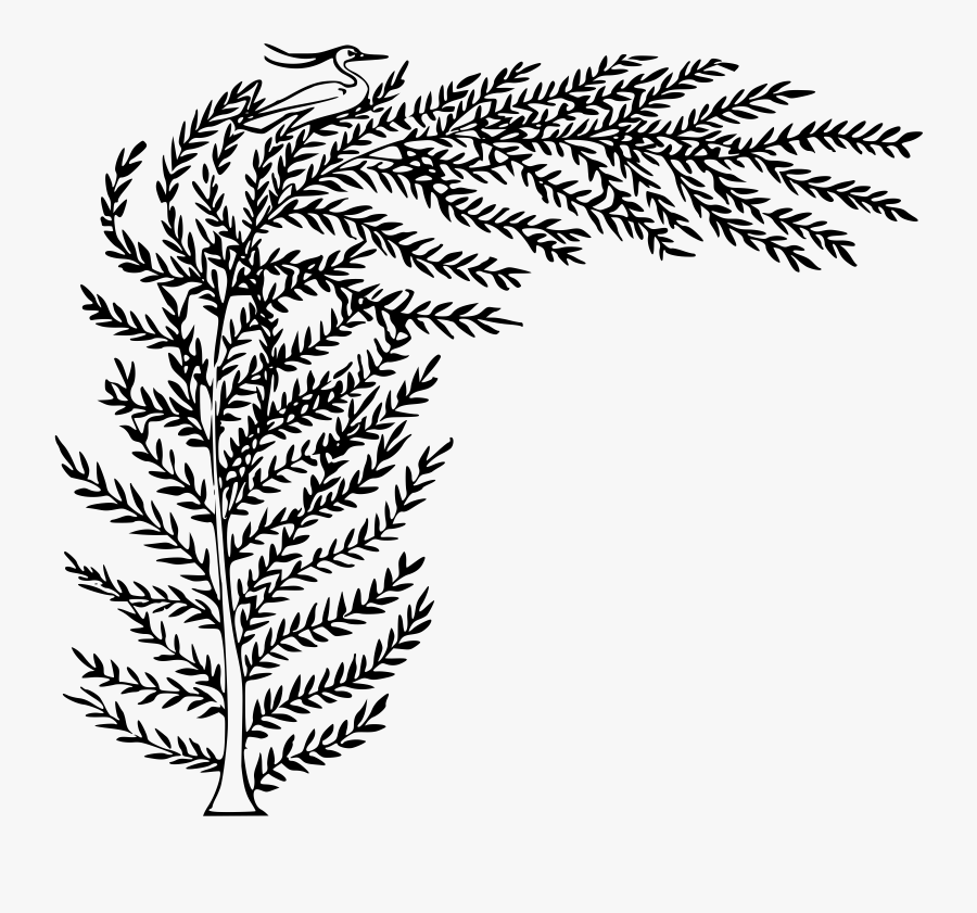 Transparent Fern Clipart Black And White - Famarisk Black And White Clipart, Transparent Clipart