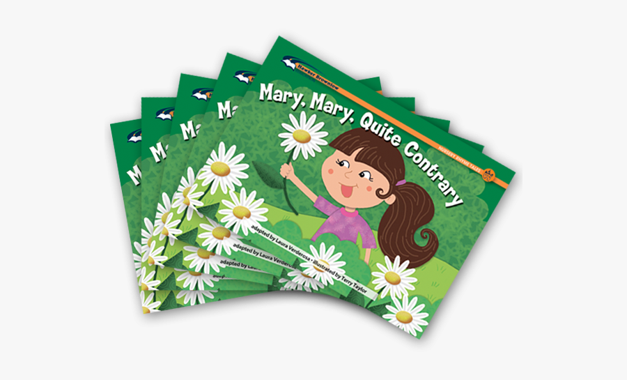 African Daisy, Transparent Clipart