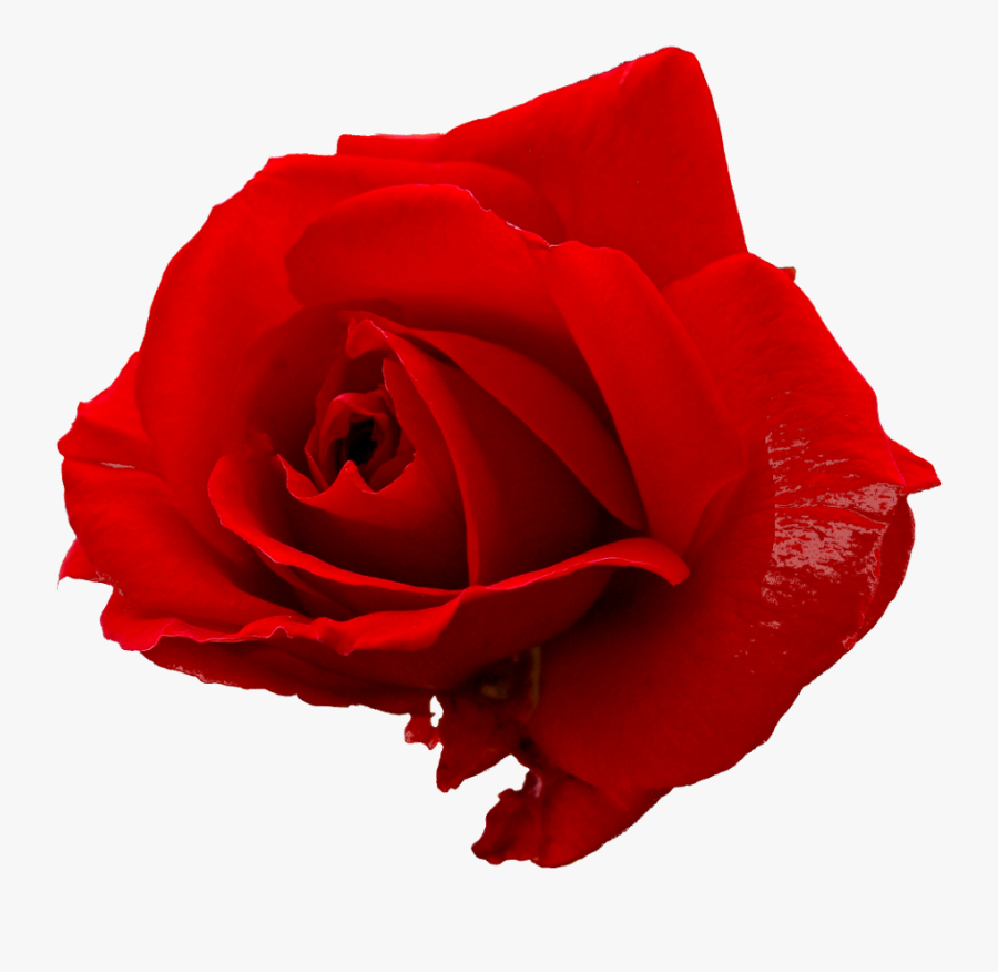Graphic Red Rose Png, Transparent Clipart