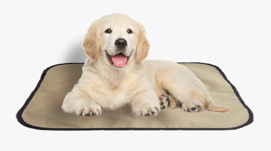 Transparent Pet Bed Clipart - Golden Retriever Puppy White Background, Transparent Clipart