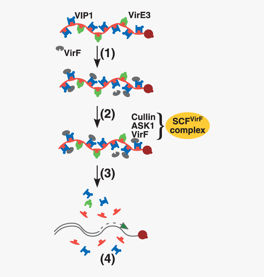 Uncoating Of The T Complex In The Plant Cell Nucleus, Transparent Clipart