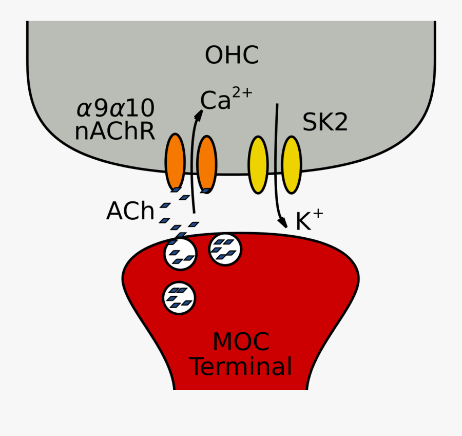 Moc Fibers And The Cholinergic Synapse Onto Ohcs In, Transparent Clipart