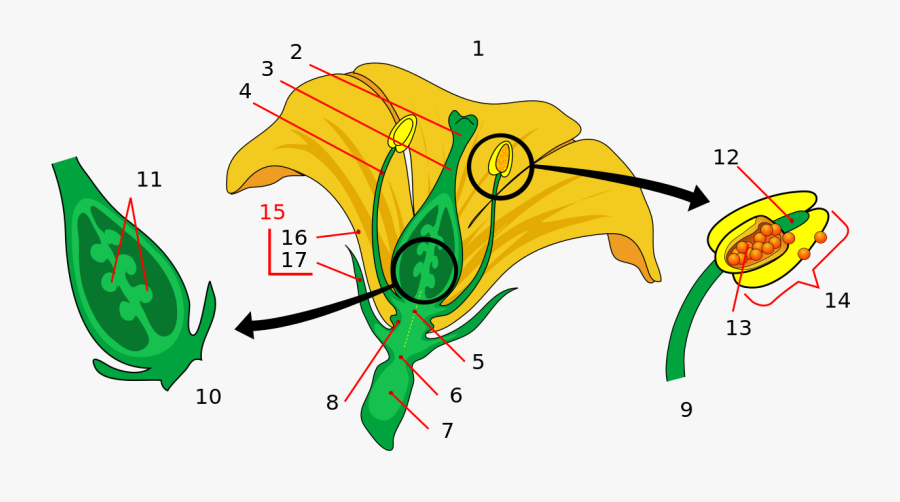 Parts Of A Flower, Transparent Clipart