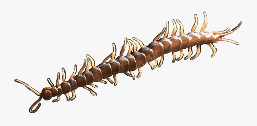 Bugs Bug Centipede Creepy Grunge Freetoedit - Soldier Beetle, Transparent Clipart