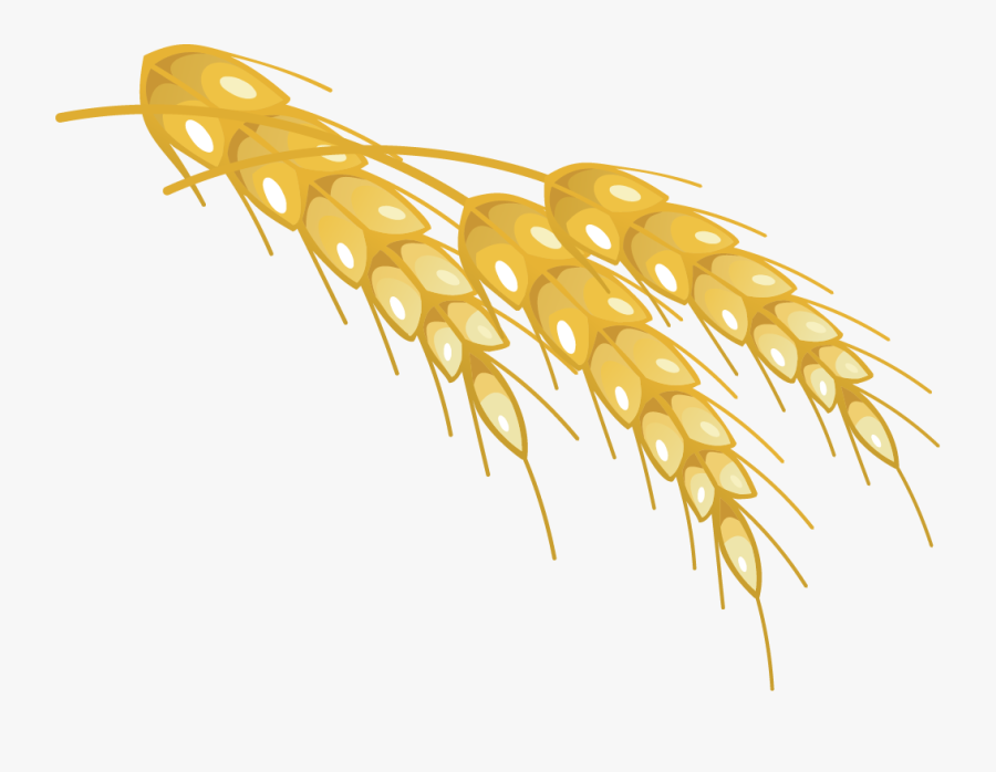 Wheat, Transparent Clipart