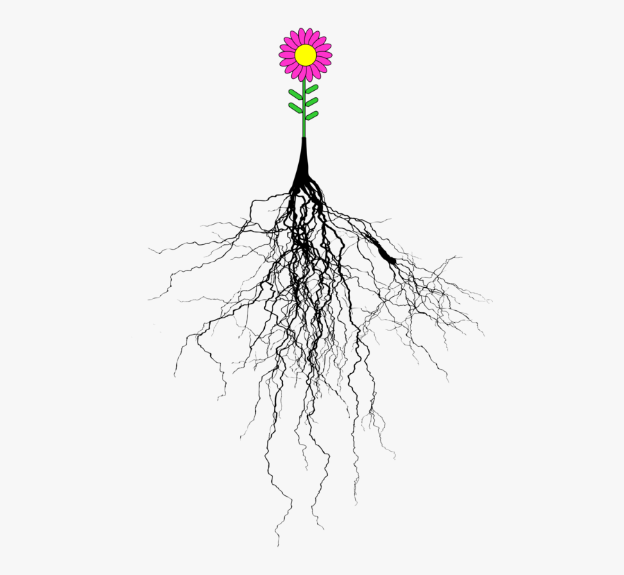 Botany,plant,tree - Tree With Roots Silhouette, Transparent Clipart