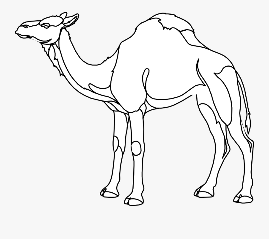 Arabian Camel, Transparent Clipart